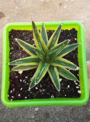 agave vic17